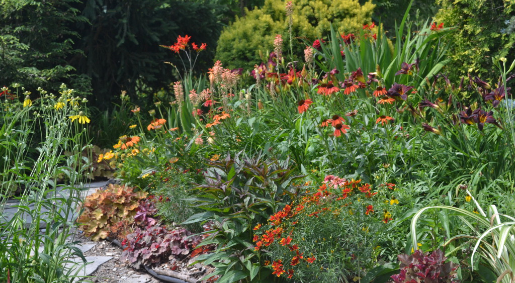 Garden Canadensis